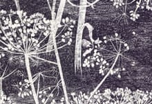 Cole & Son Cow Parsley