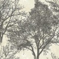Carl Robinson Art 12 tapeta CR41200