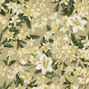 KEN202 tapeta Khroma Kent