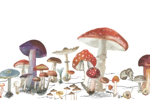 fototapeta grzyby R14481 Rebel Walls Best Of