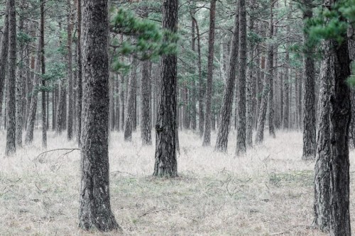 fototapeta las R13711 Rebel Walls Best Of