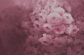 fototapeta w róże R17071 Rebel Walls Well-Being Harmony Fuchsia
