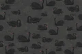 fototapeta z czarnym łabędziem R17121 Rebel Walls Well-Being Cygne Noir