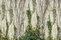 fototapeta R17191 Rebel Walls Well-Being Climbing Ivy