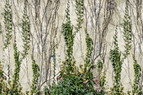 fototapeta R17191 Rebel Walls Well-Being Climbing Ivy