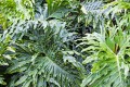 fototapeta liście 1703086 Tropical plants