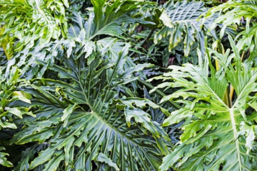 fototapeta liście 1703086 Tropical plants