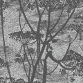 Cole & Son_Icons_Cow Parsley_112-8026.jpg