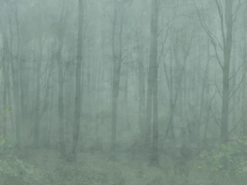 fototapeta drzewa/las 622-08 Sandberg Jordnara