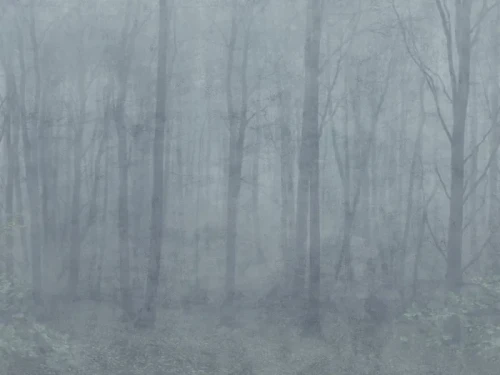 fototapeta drzewa las S10106 Sandberg Jordnara