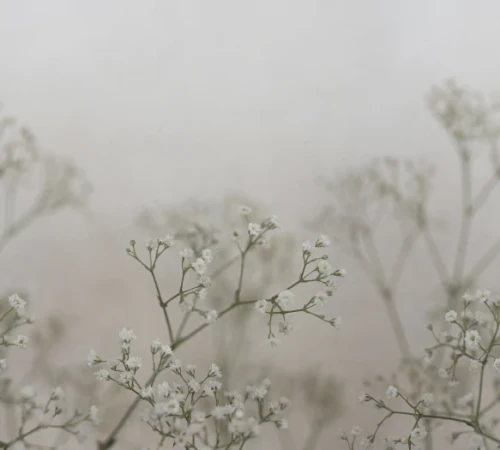 fototapeta łodygi kwiatowe S10129 Sandberg Jordnara