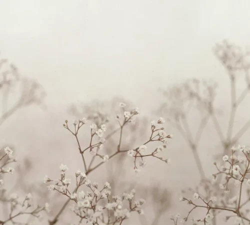 fototapeta łodygi kwiatowe S10130 Sandberg Jordnara