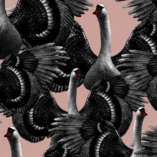 tapeta ​Swan Lake 1174 Studio Lisa Bengtsson