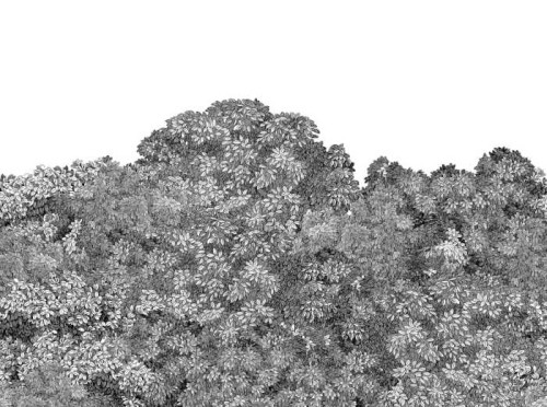 fototapeta drzewa R18793 Rebel Walls Belle Buisson, Black