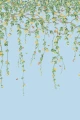 mural botaniczny 124/2011 Cole&Son Hummingbirds