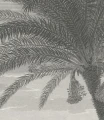 Fototapeta tropikalny wulkan Tropical Volcano Vista Wallcolors (id: 18806)