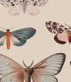 Fototapeta motyle Colorful Butterfly Light Beige WallColors