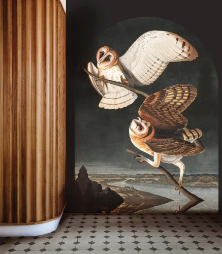 Fototapeta sowy Owls Wallcolors