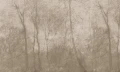 Tapeta mglisty las Wall Art Foggy