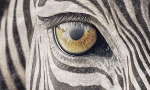 Tapeta zebra Zebra gaze Rauv The First