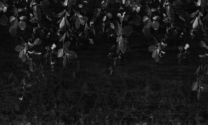 Tapeta liście Hanging leaves Rauv The First