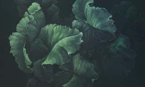Tapeta liście Green lush Rauv The First