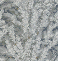 Tapeta 100/1004 Archive Anthology Cole&Son